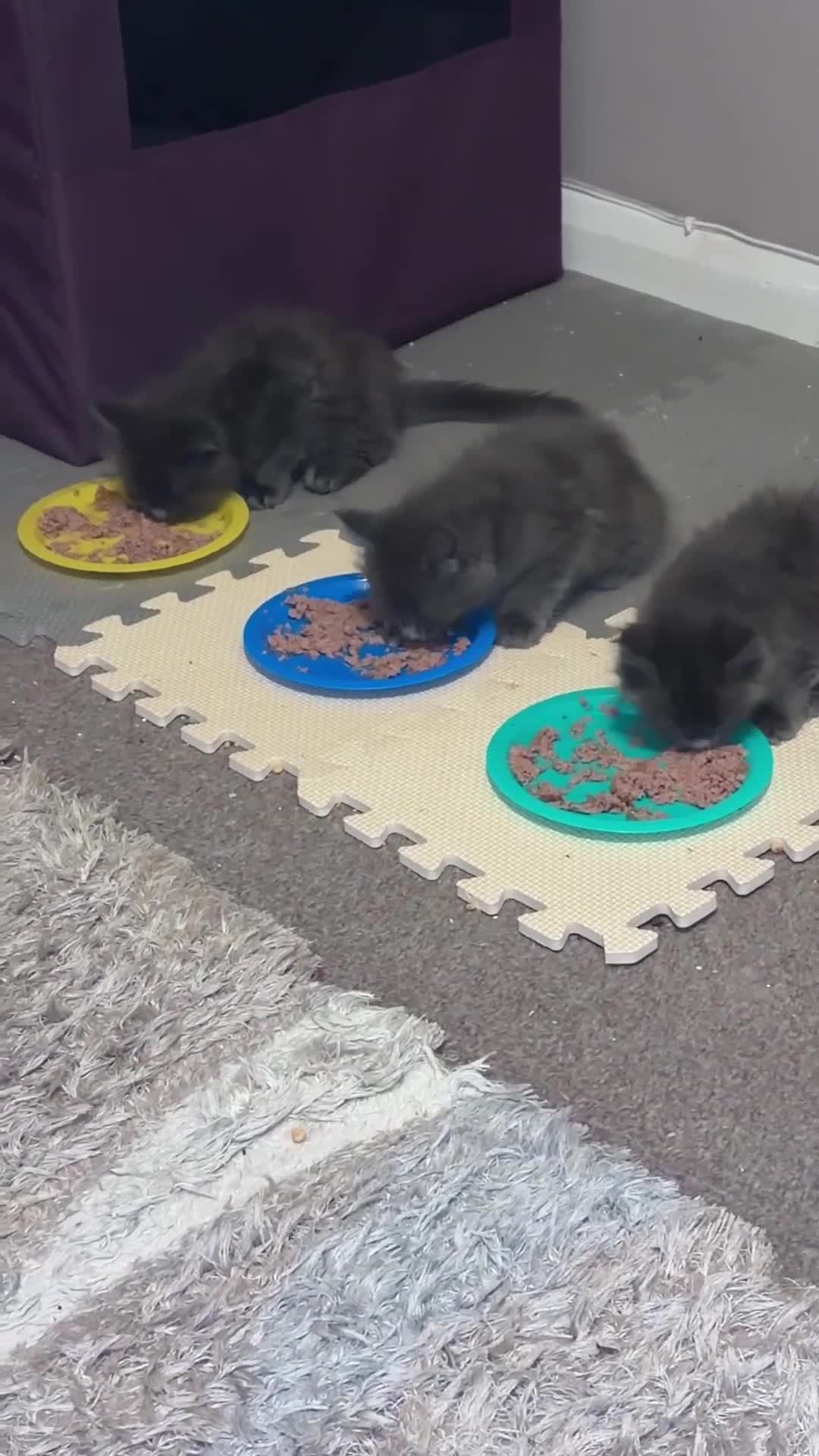 Maine Coon cats for sale: Gorgeous playful Maine coon kittens - Video 1