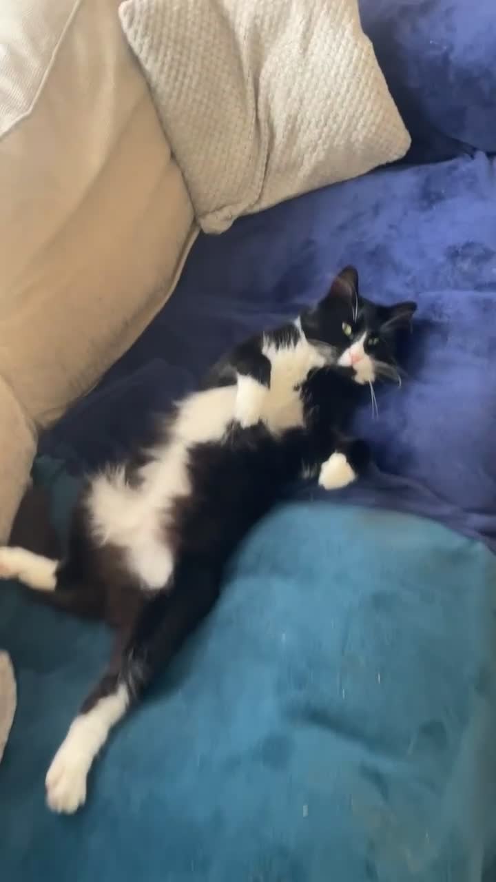British Longhair cats for sale: 🐾 Playful Young Cat in Need of a Loving Home - Video 2
