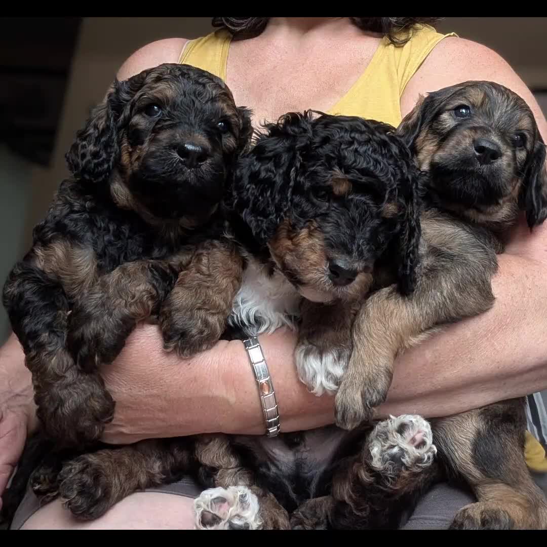 Rottweiler dogs for sale: Rottweiler / Rottidoodle - Video 1