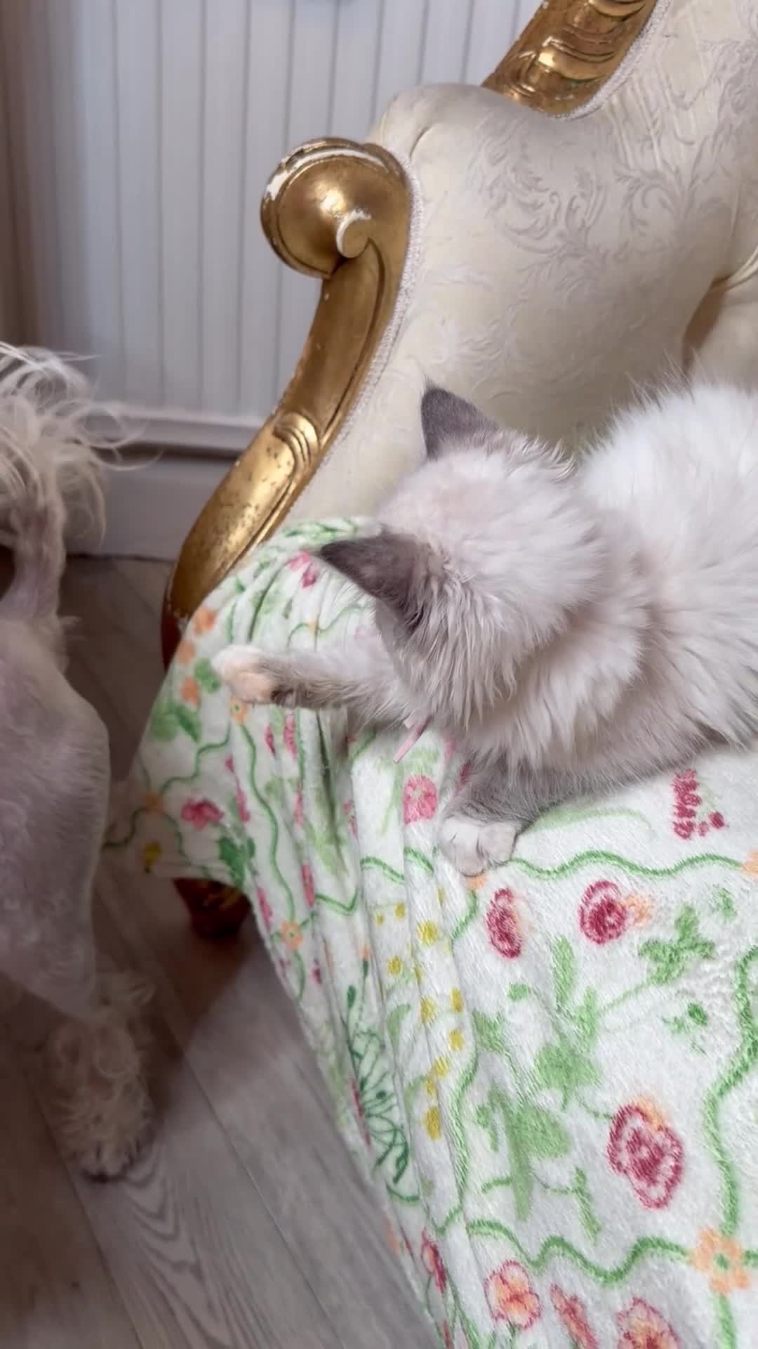 Perdoll cats for sale: ⭐️READY Now⭐️ Perdoll kittens  - Video 2