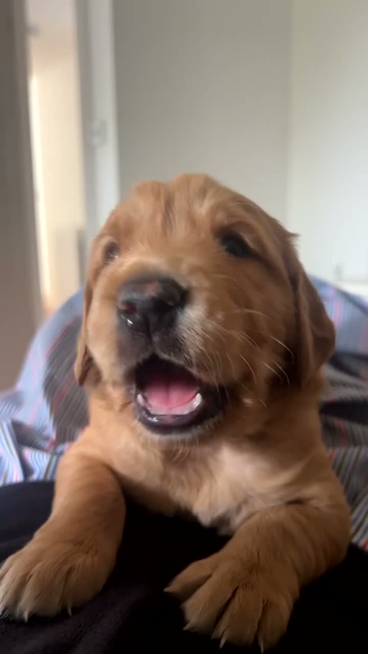 Golden Retriever dogs for sale: One Gorgeous Working Golden Retriever Puppy  in Wellington - Video 1