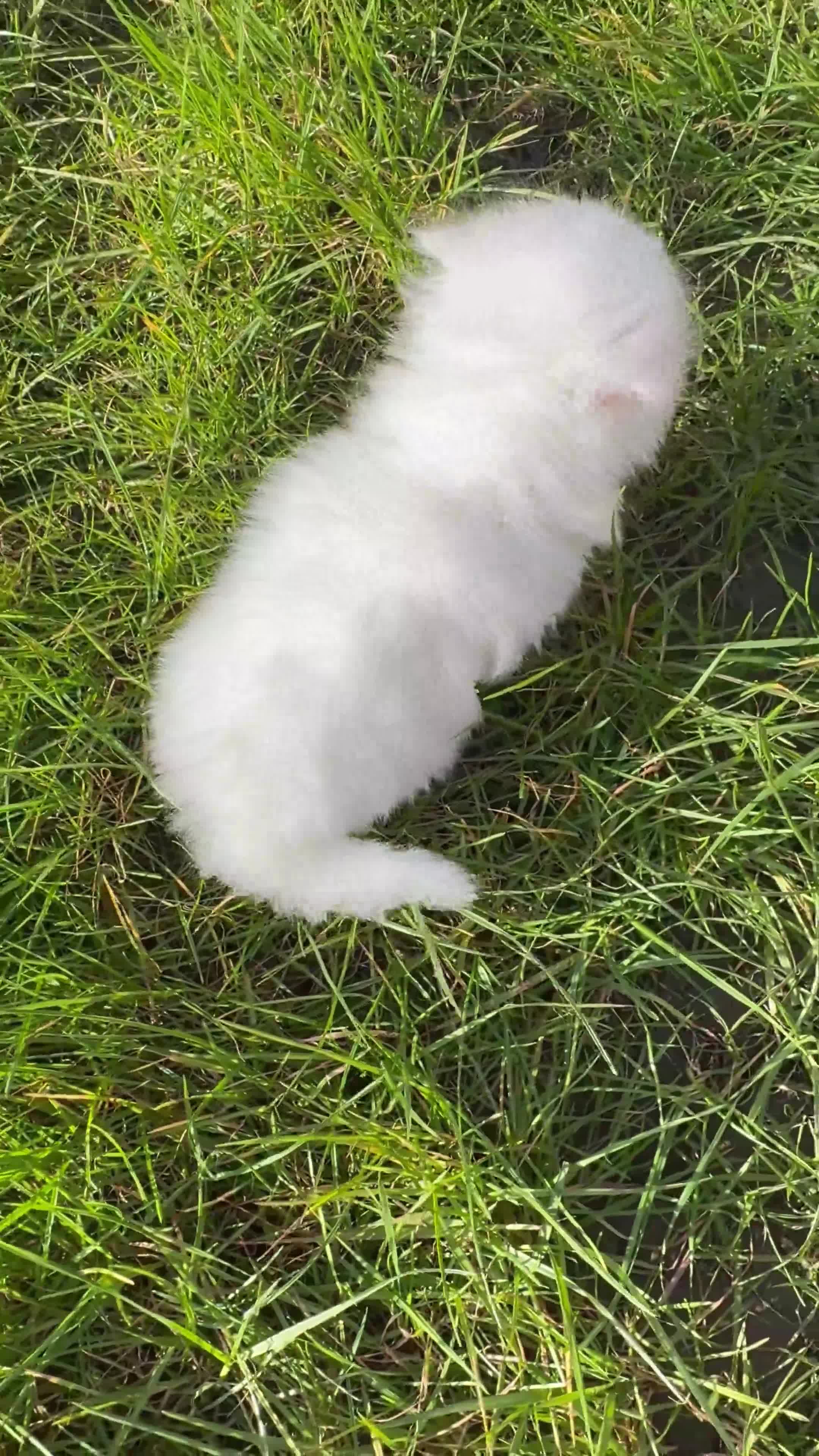 British Longhair cats for sale: Adorable British Longhair and Shorthair kittens - Video 2