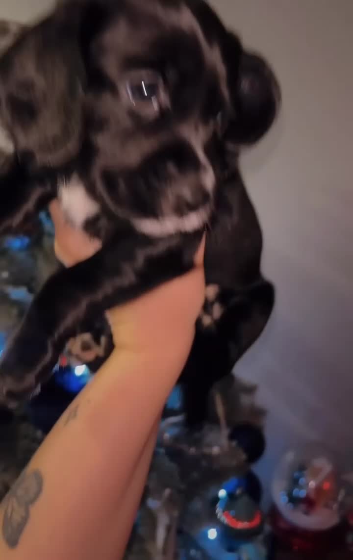 Cockerdor dogs for sale: 1 remaining cockerdor  - Video 1