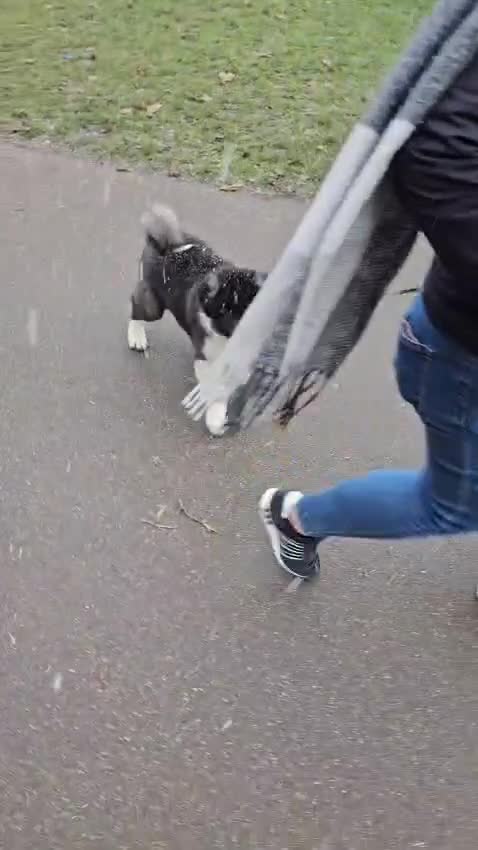 Akita dogs for sale: Akita Female  puppy - Video 3