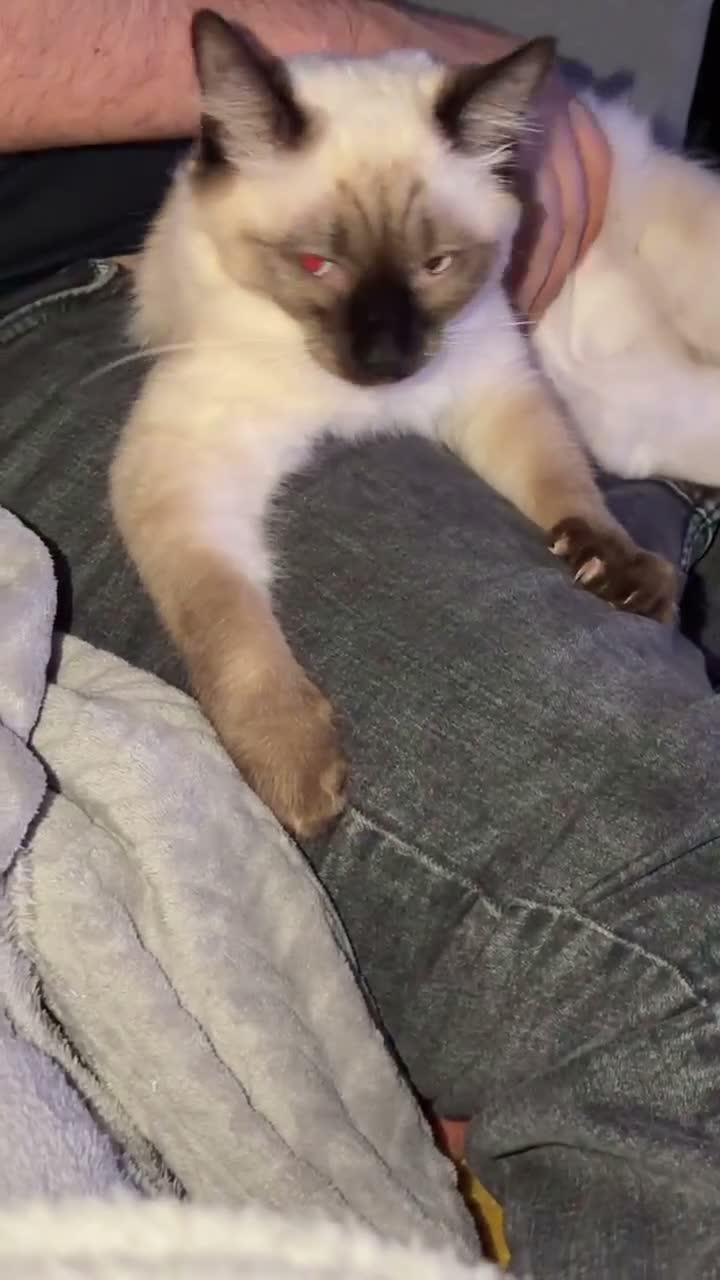 Mixed Breed cats for sale: Two Gorgeous Tortoiseshell girl kittens - Video 1