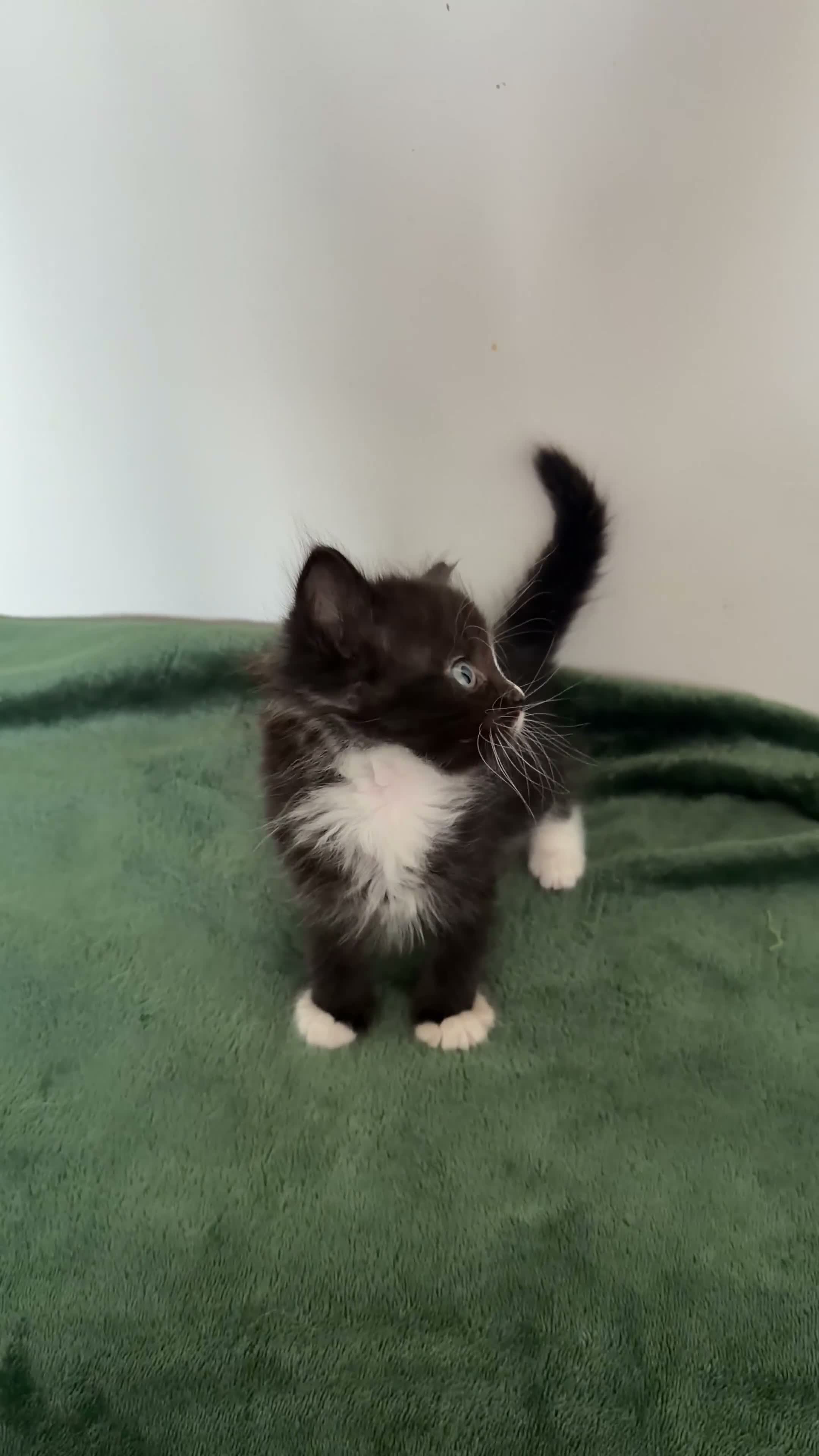 Mixed Breed cats for sale: Fluffy Half Ragdoll/Half Tuxedo Kittens🐾 - Video 3