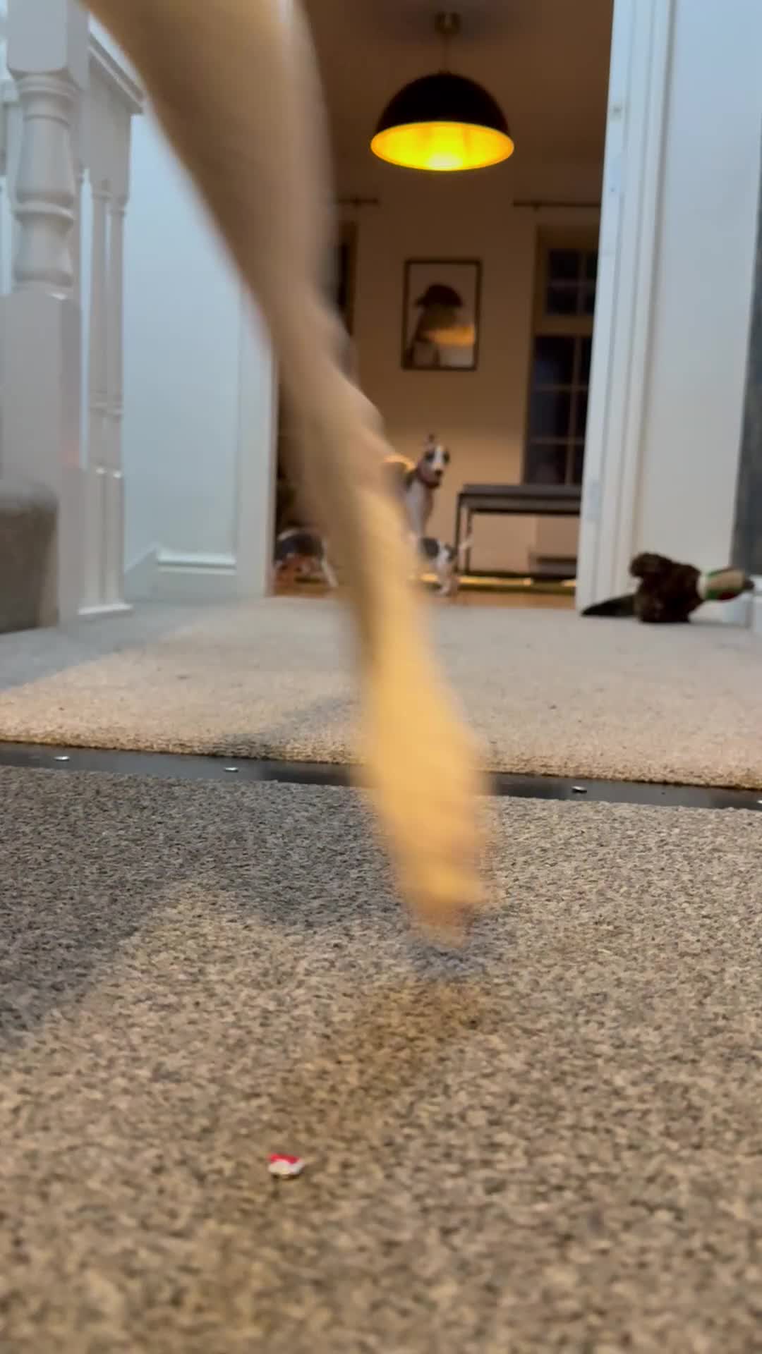 Whippet dogs for sale: Whippets blue and white  - Video 1