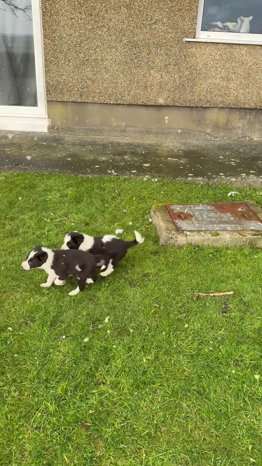 Border Collie dogs for sale: Border collie puppies seeking working/active homes - Video 2