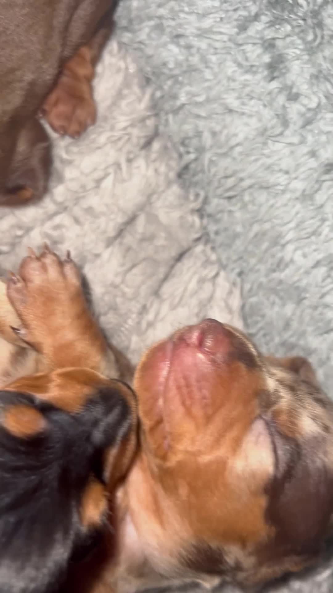Miniature Dachshund dogs for sale: Miniature Dachshunds  - Video 5