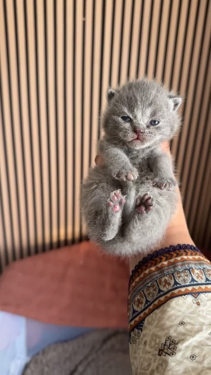 British Shorthair cats for sale: British short hair - Video 3