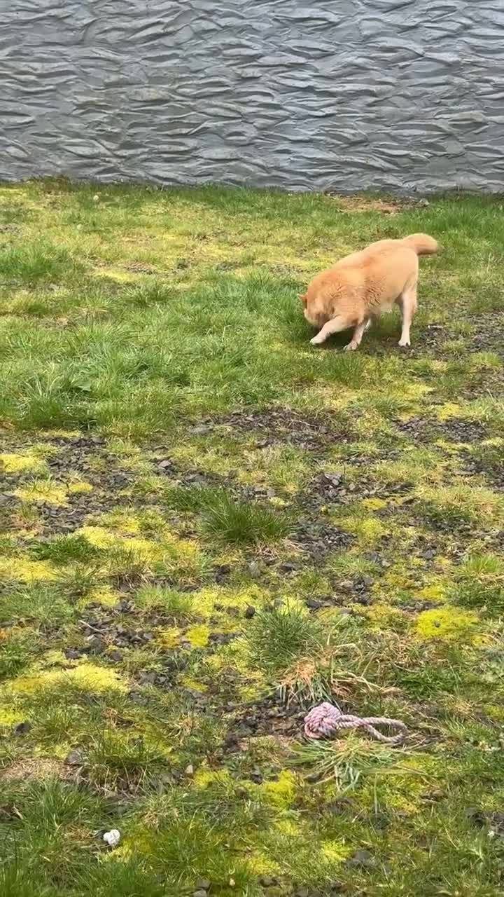 Mixed Breed dogs for sale: (Foxie) adult female mini chowsky for sale - Video 1