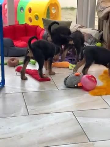 Airedale Terrier dogs for sale: Kc Airedale Terrier  - Video 1