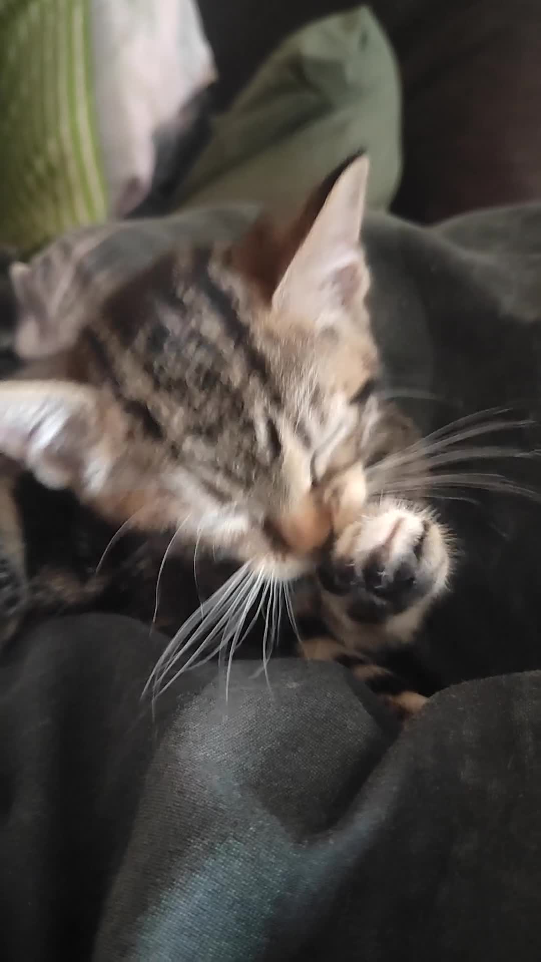 Mixed Breed cats for sale: Cute boy looking for forever ,loving home - Video 1