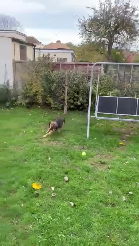 Mixed Breed dogs for adoption: BONNIE (Pup) - Video 1