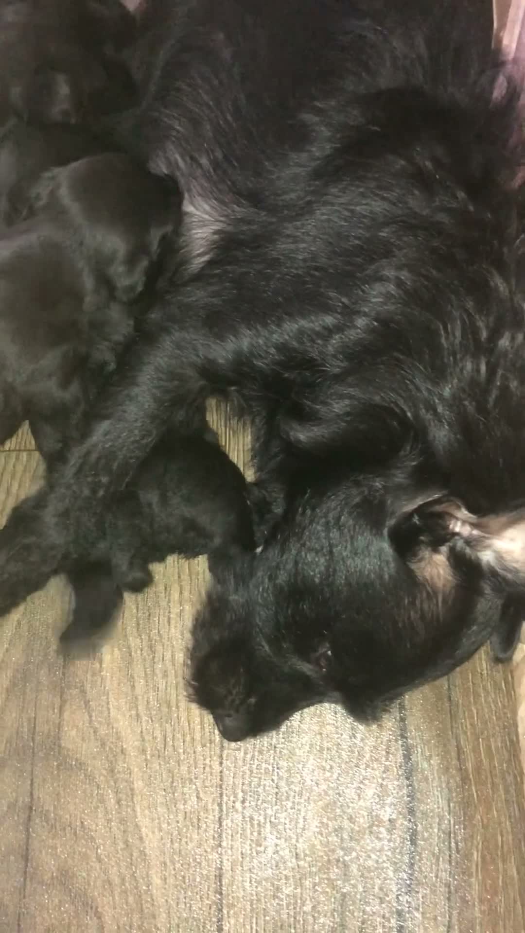 Patterdale Terrier dogs for sale: Short & longhaired Patterdale terrier’s in Burnley - Video 1