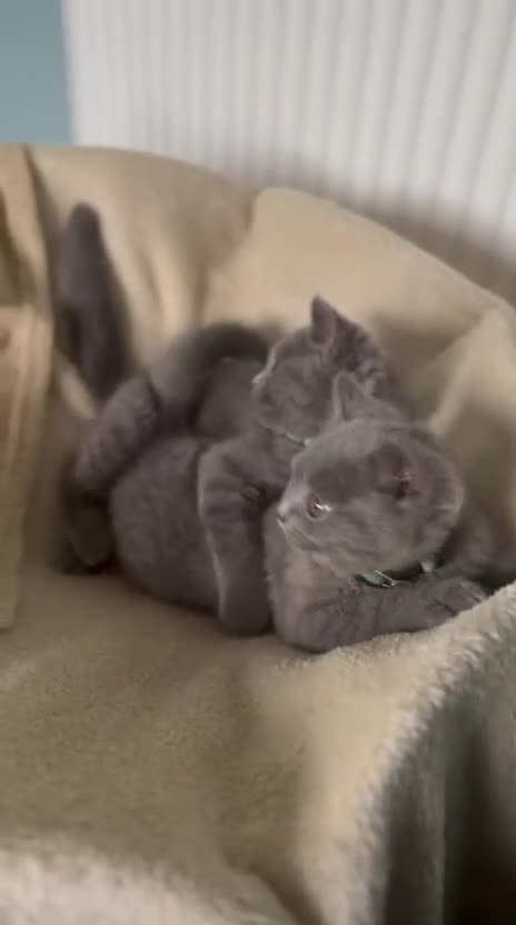 British Shorthair cats for sale: Lovely mom's 1st kittens! - Video 1