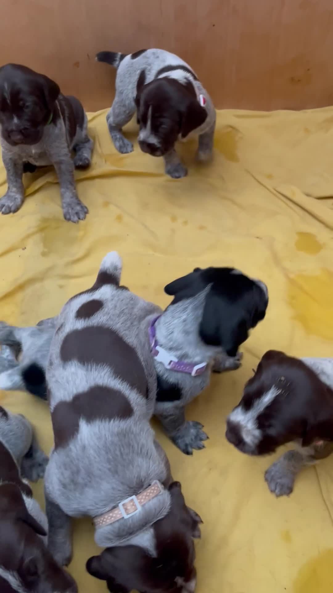 German Wirehaired Pointer dogs for sale: KC REG VINCROCSON a Lovely litter of GWP pups  - Video 4