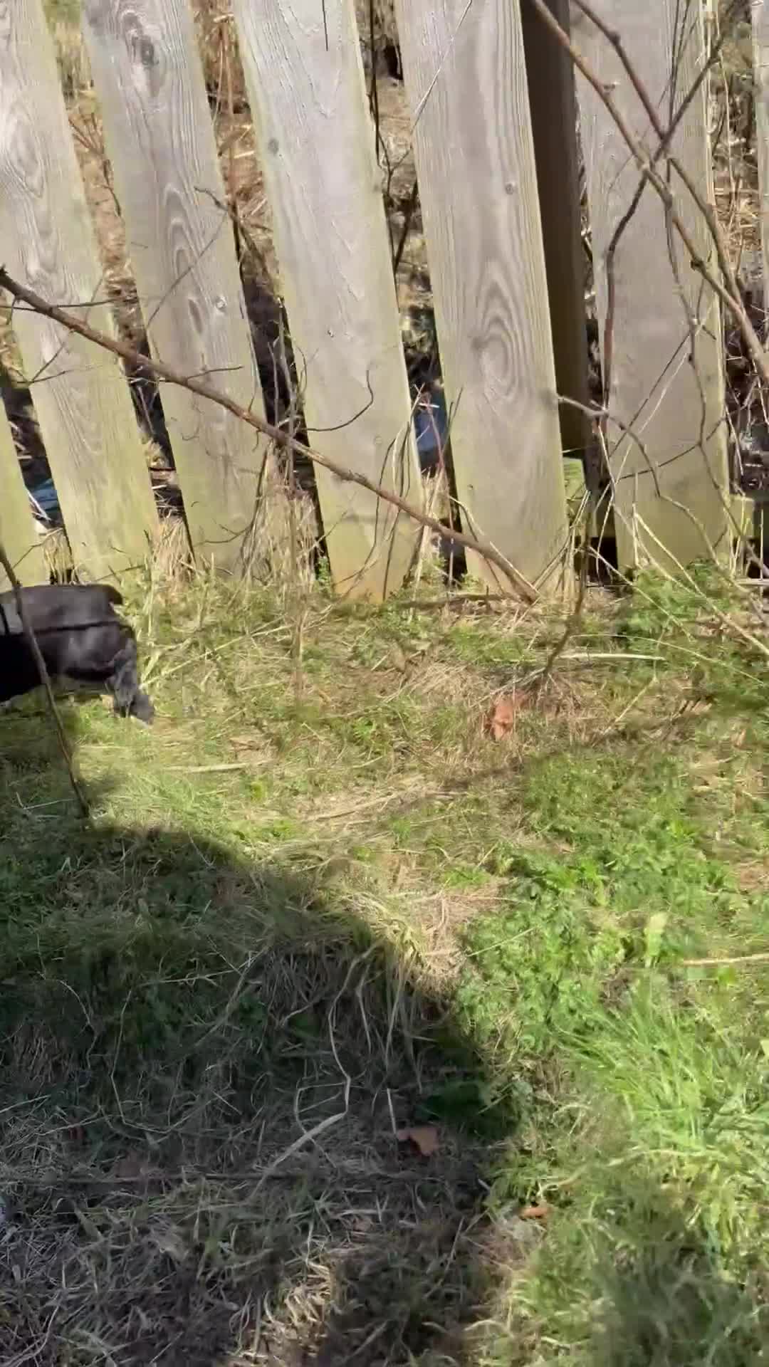 Cocker Spaniel dogs for sale: Kc working cocker puppy’s  - Video 1