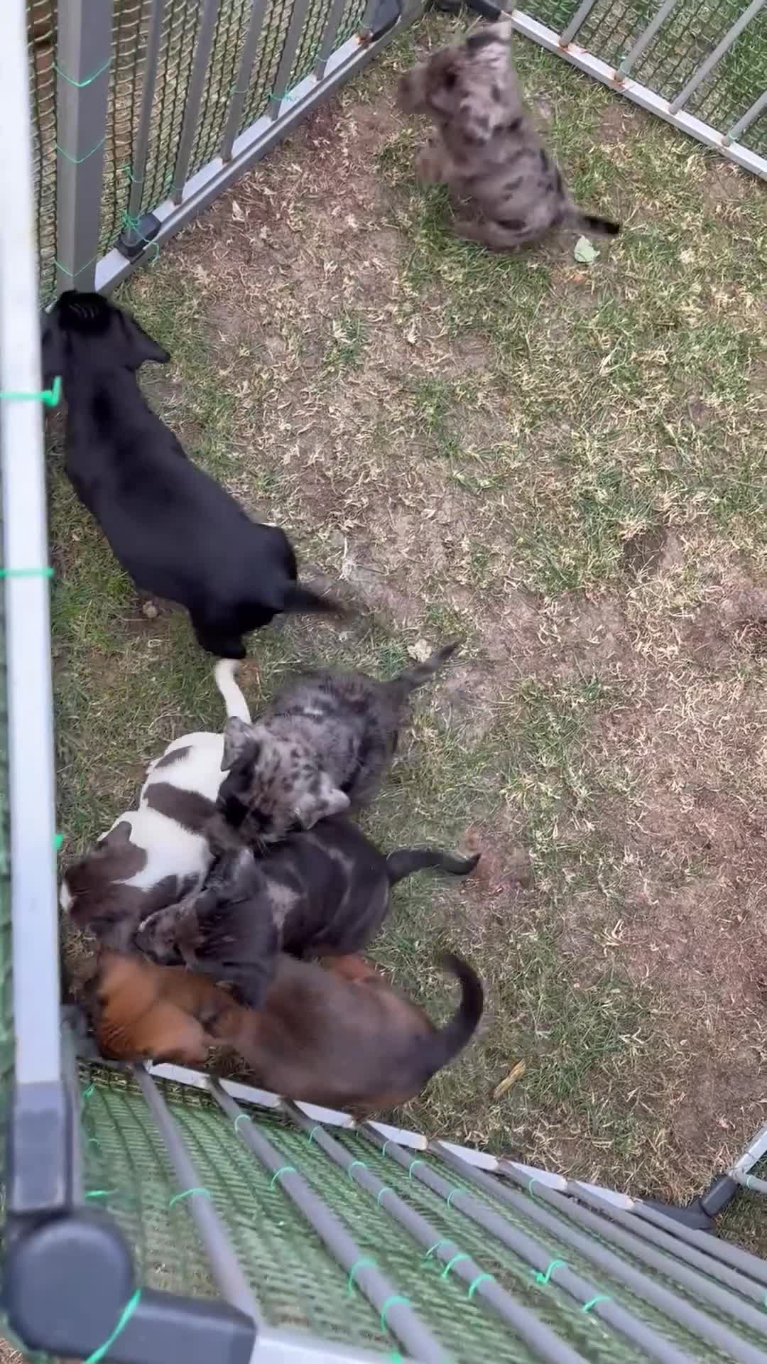 Mixed Breed dogs for sale: Cocker x Jack Russell  in Southampton - Video 1