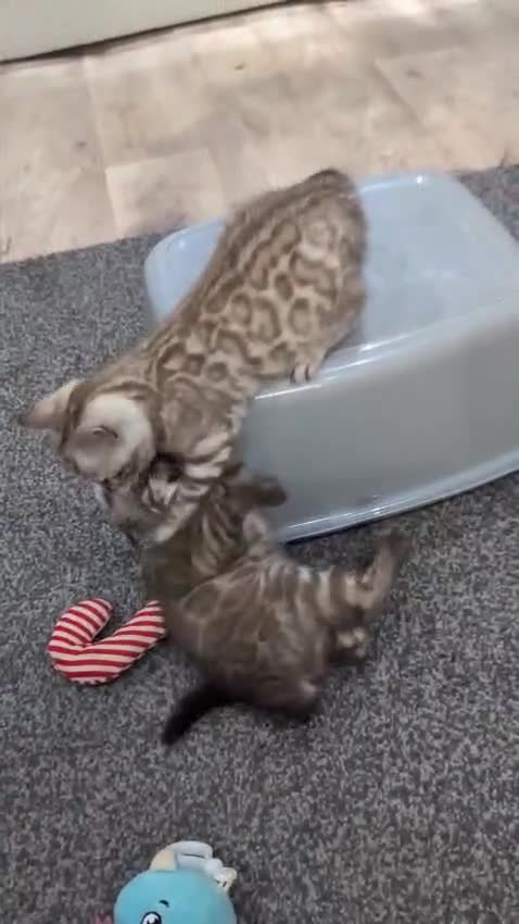 Bengal cats for sale: 🔥✨Pedigree TICA-Registered Bengals - Video 5