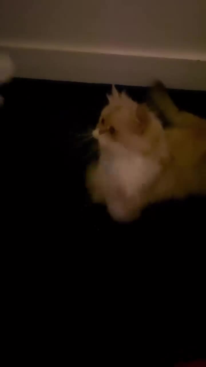 British Longhair cats for stud: 🐾🐾🐱Pretty boy looking for a girl 🐱🐾🐾 in Luton - Video 1
