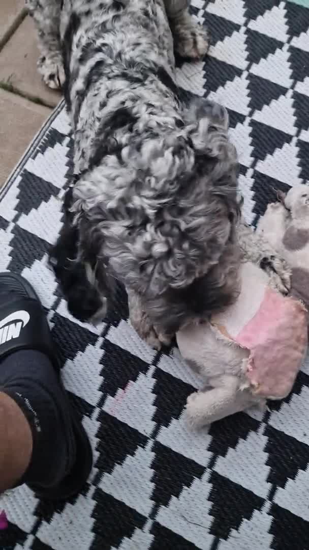Cockapoo dogs for stud: F1 Blue Merle cockapoo **PROVEN** **CHAMPION BLOOD - Video 4