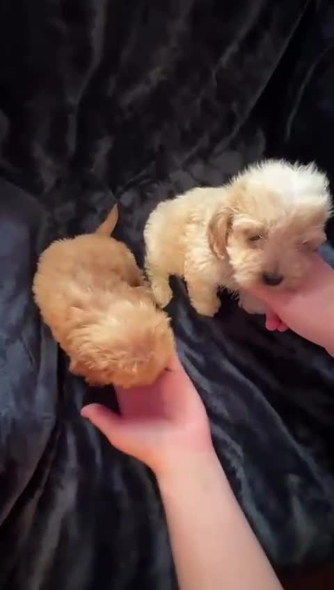 Cavapoo dogs for sale: 💙 TOY CAVAPOO 💙 - Video 2
