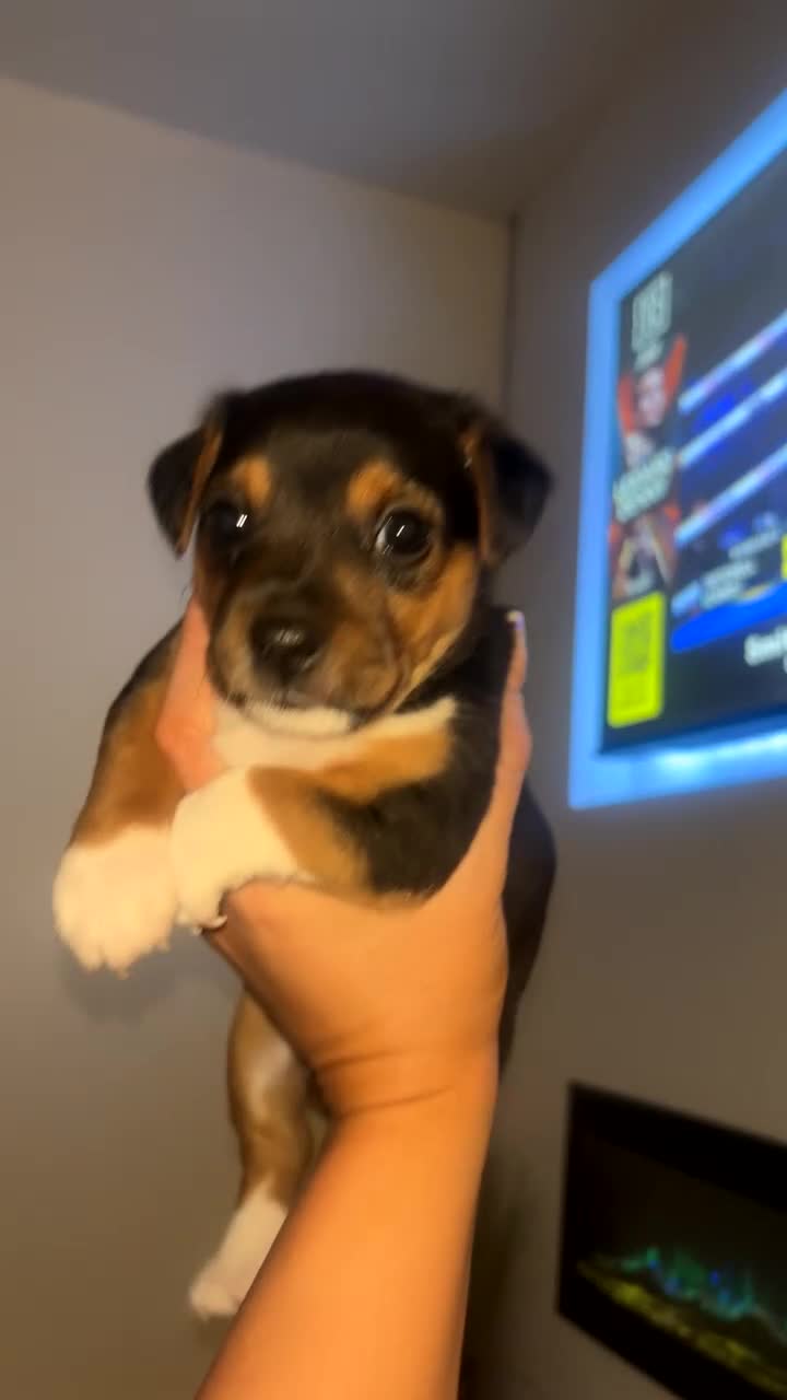 Jack Russell dogs for sale: Miniature jack Russell  - Video 2