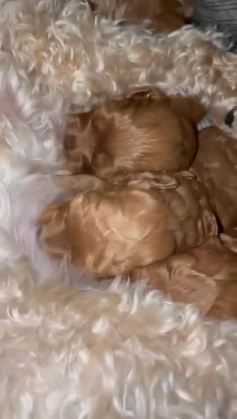 Cavapoo dogs for sale: Adorable mini Cavapoo puppies F1bb - Video 1