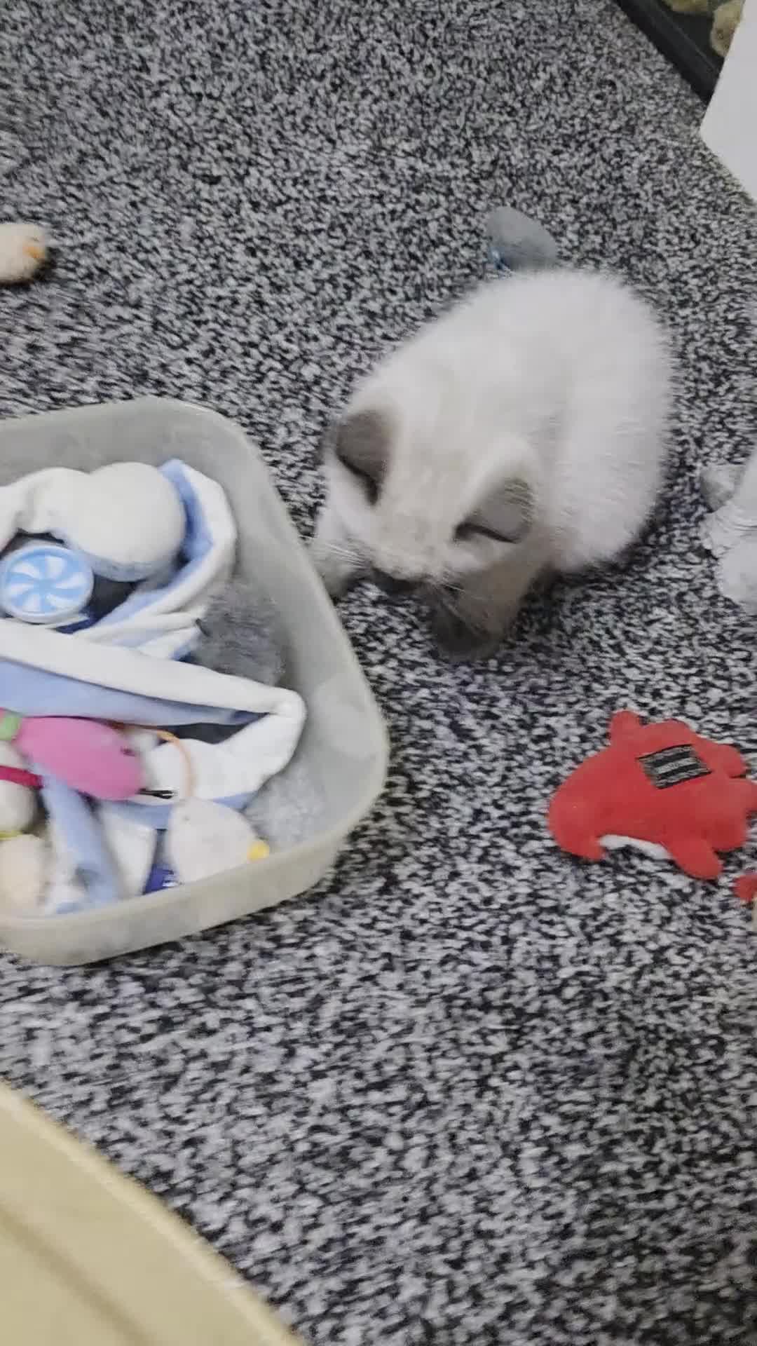 Ragdoll cats for sale: 1 Female Ragdoll - Video 1