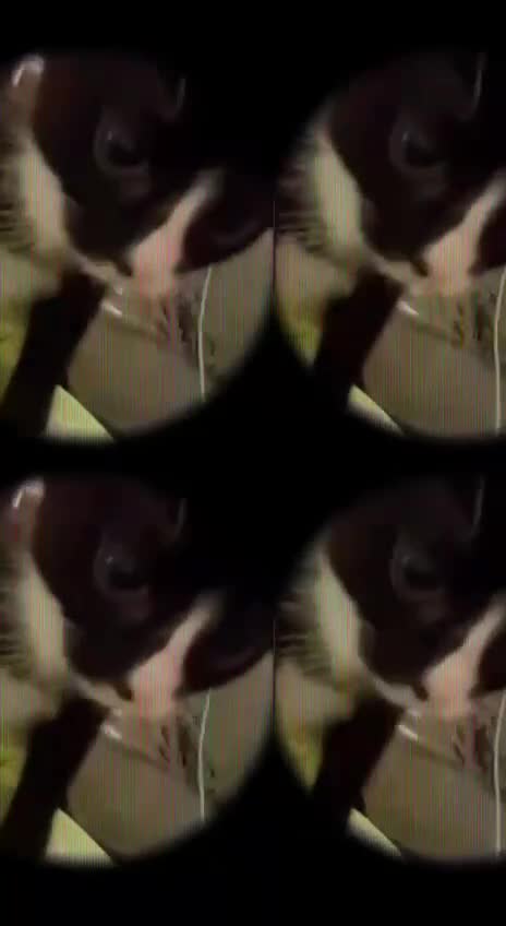 Mixed Breed cats for sale:  kittens so cute so  be ready  - Video 5