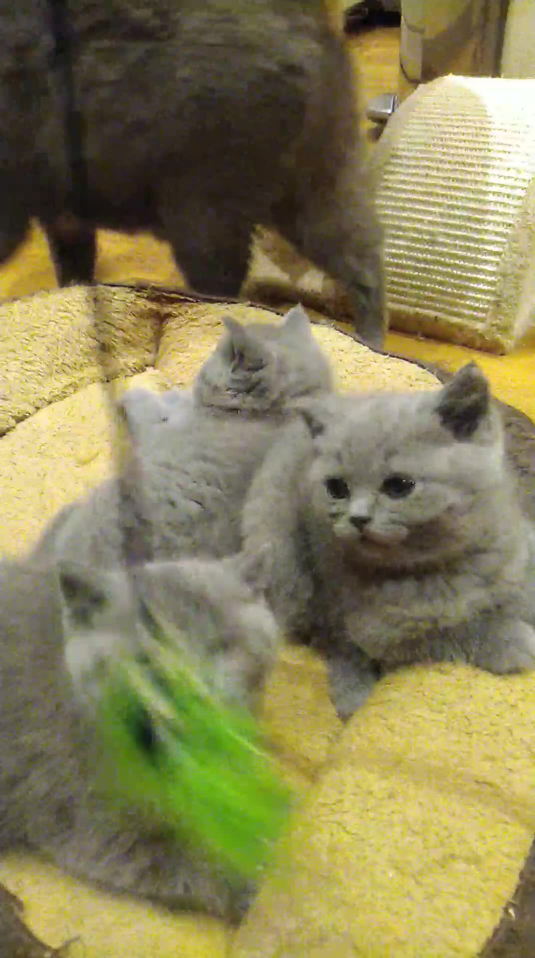 British Shorthair cats for sale: Blue British shorthairs kittens with GCCFpedigree in Taunton - Video 1