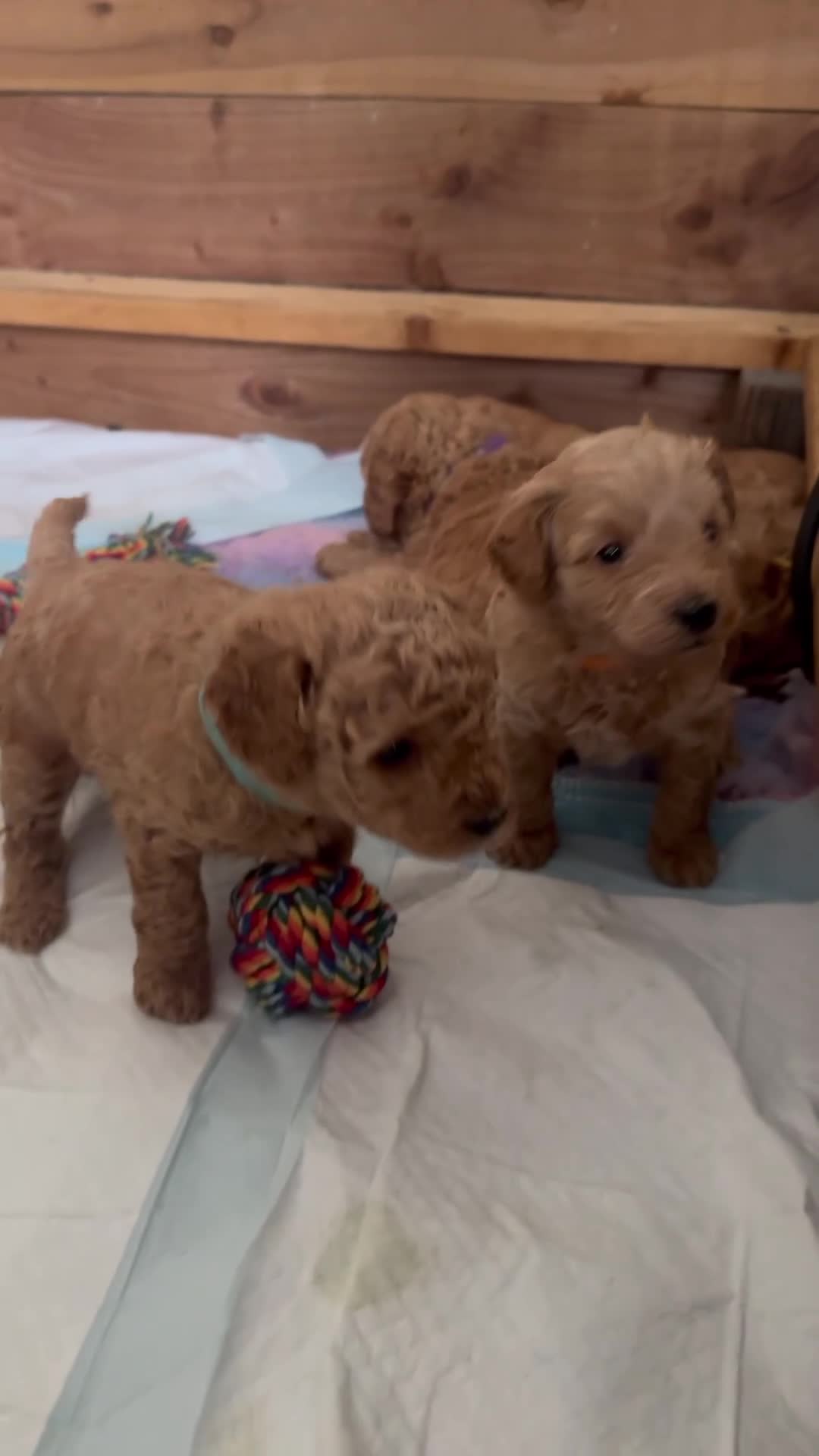 Labradoodle dogs for sale: F2bb labradoodle  - Video 1