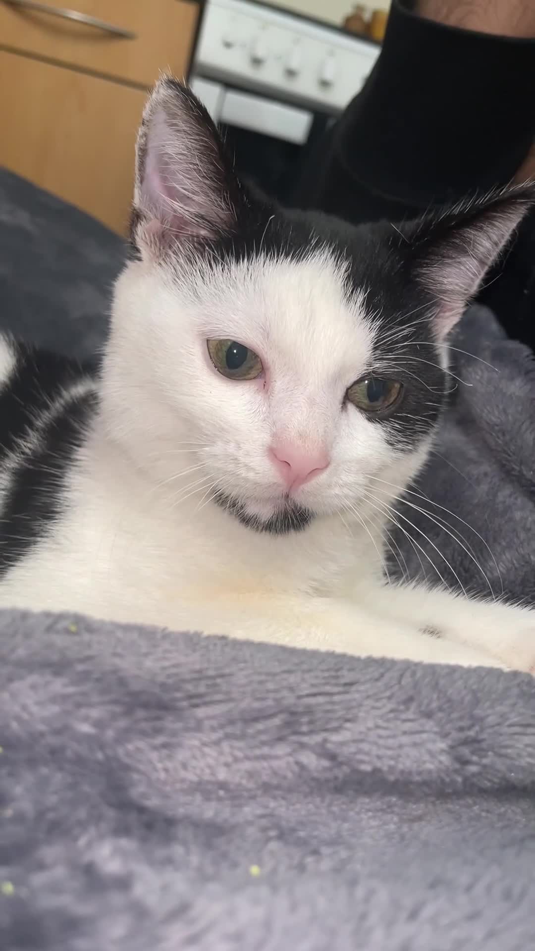 British Shorthair cats for sale: Simba  - Video 1