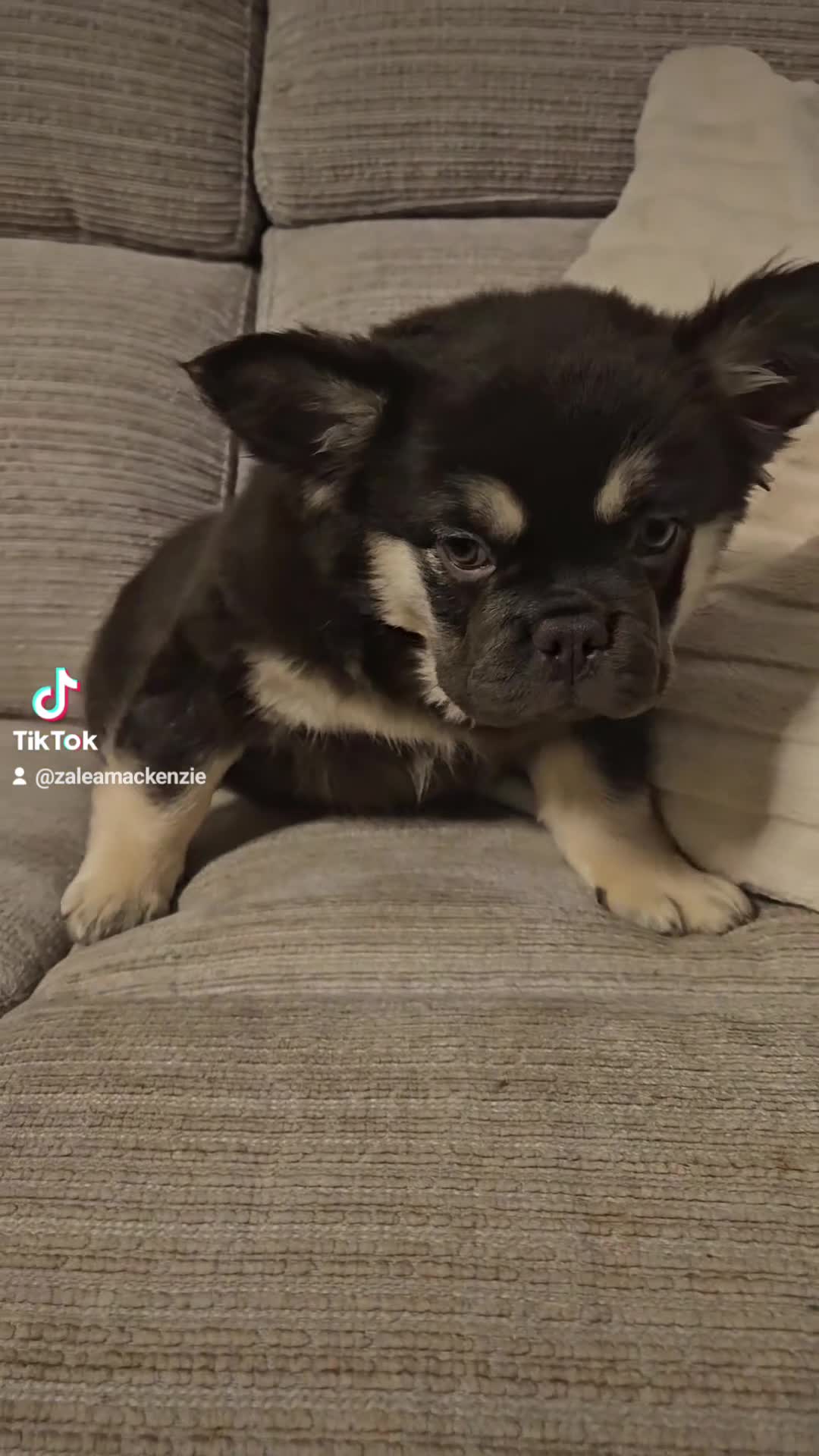 French Bulldog dogs for sale: 1 fluffy boy 1 fluffy girl available now - Video 2