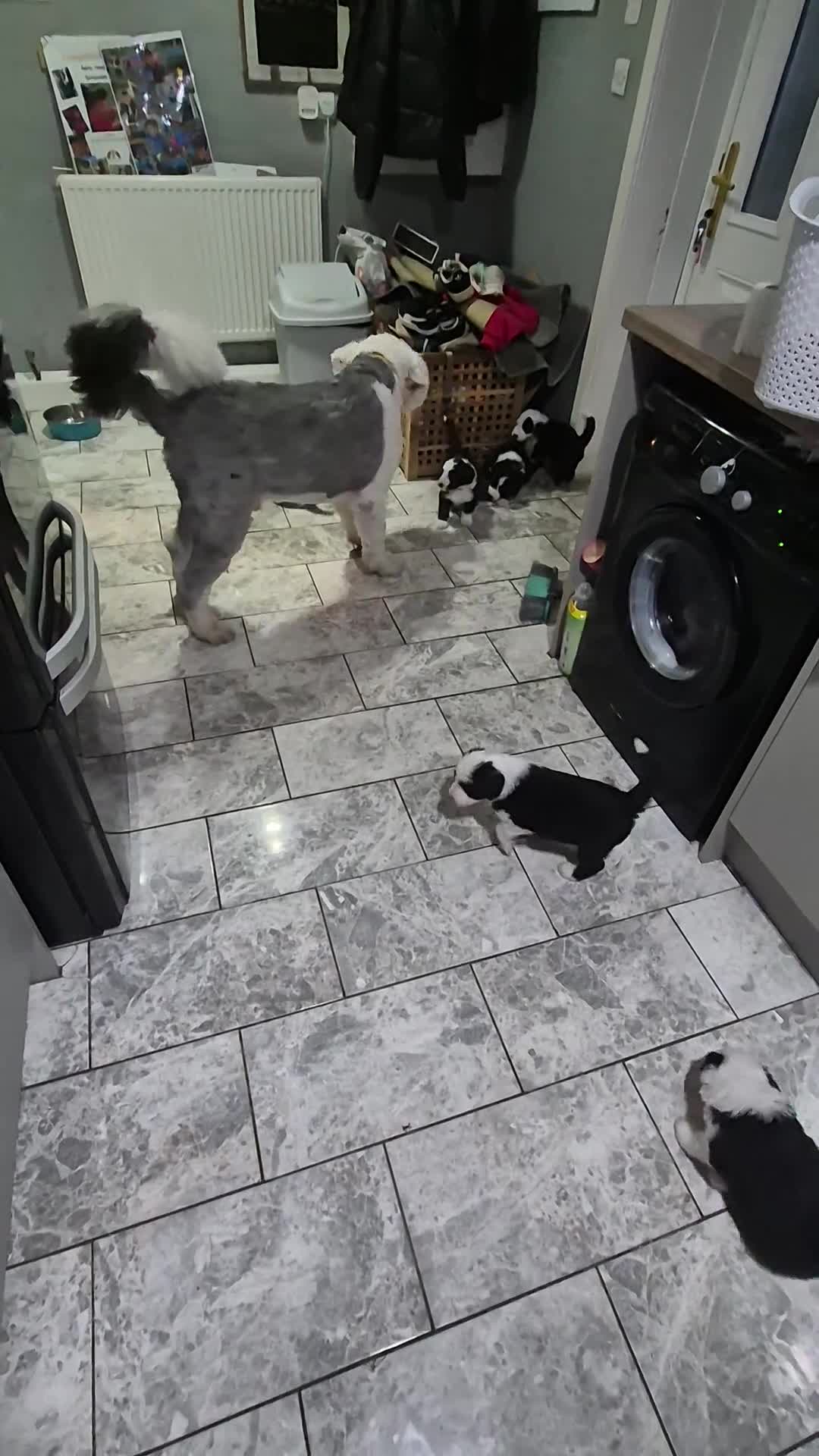 Mixed Breed dogs for sale: Old English Sheepdog puppies  OES X Golden Oldie - Video 3