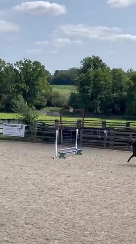 Dartmoor horses for sale: Flint aka Leightor Crumpet  - Video 5