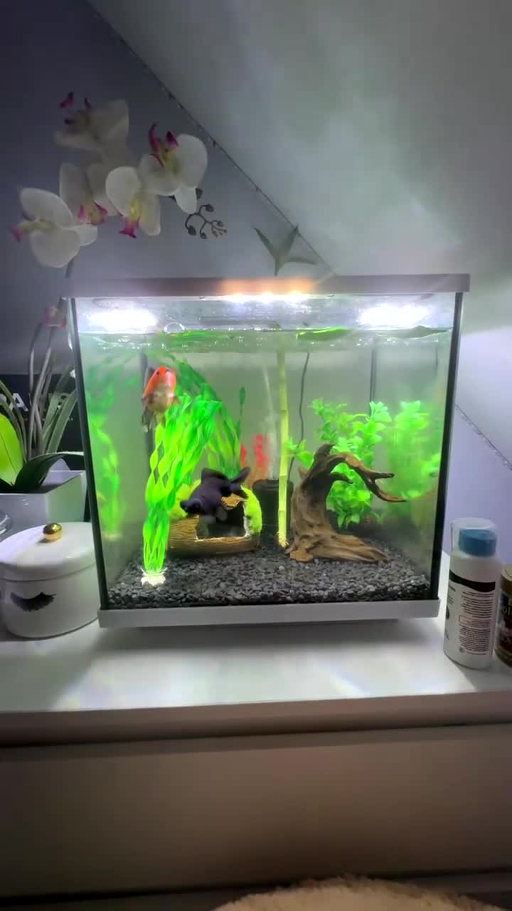 Goldfish fish for sale: Fancy Goldfish for new home 🐟🏡 - Video 1