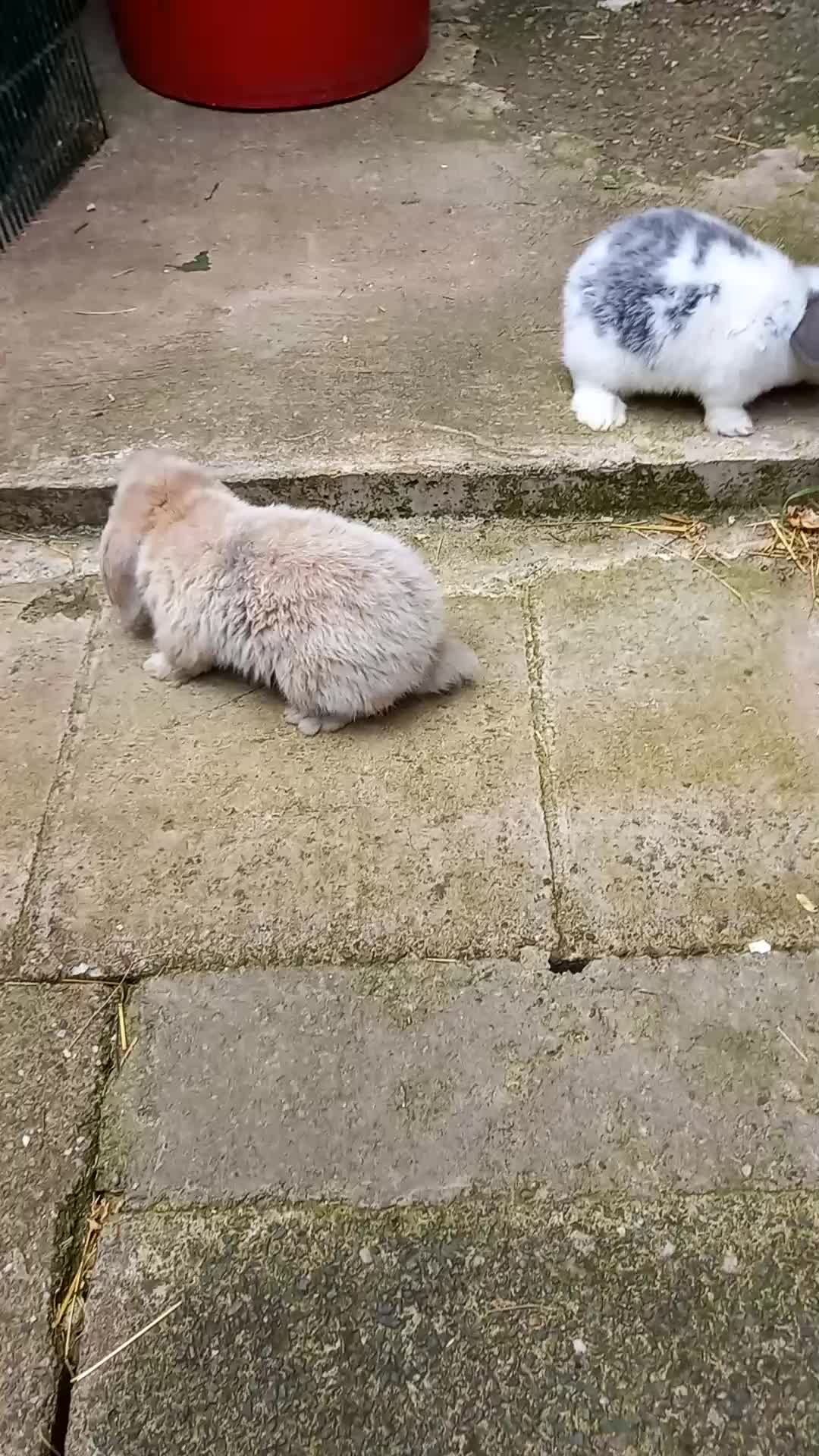 Mini Lop rabbits for sale: Mini lop/plush lop babies - Video 3