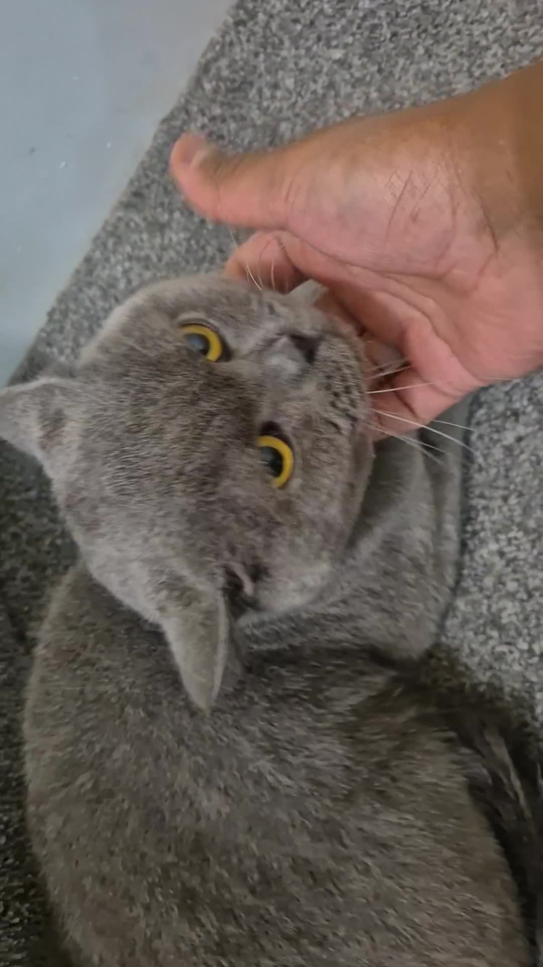 British Shorthair cats for sale: Beautiful Male British-Shorthair Cat - Video 1