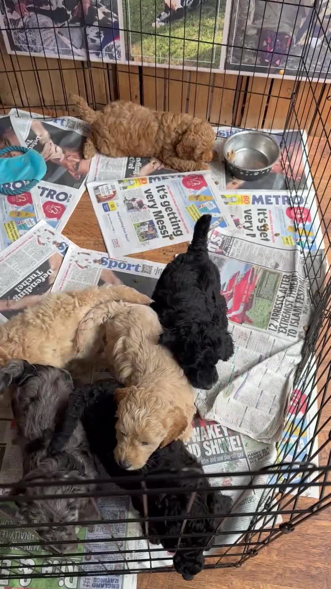 Labradoodle dogs for sale: Mini Labradoodle puppy’s  - Video 1