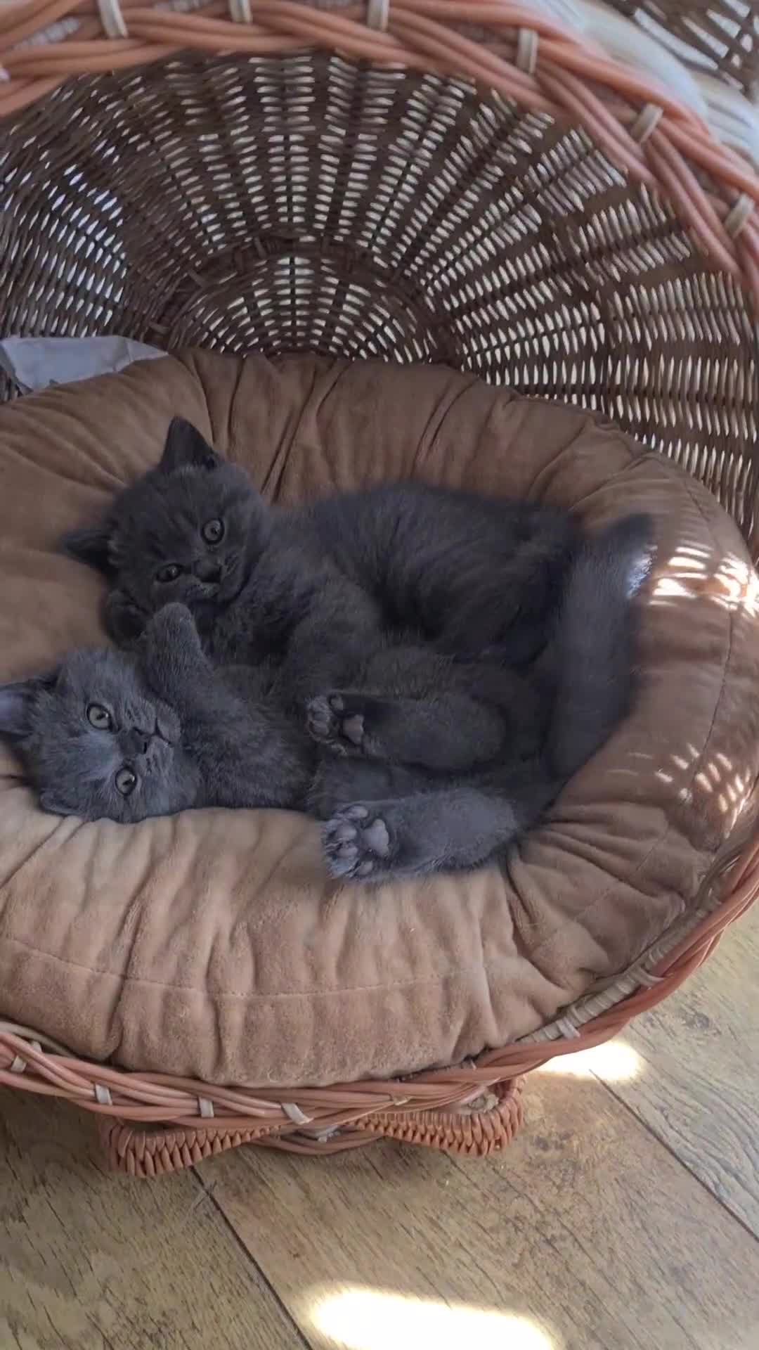 British Shorthair cats for sale: Ready Now GCCF BSH girls 💝 - Video 1