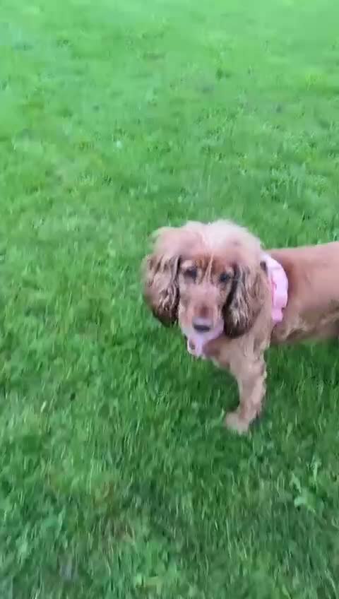 Cocker Spaniel dogs for sale: Cocker spaniel needing a new home - Video 1
