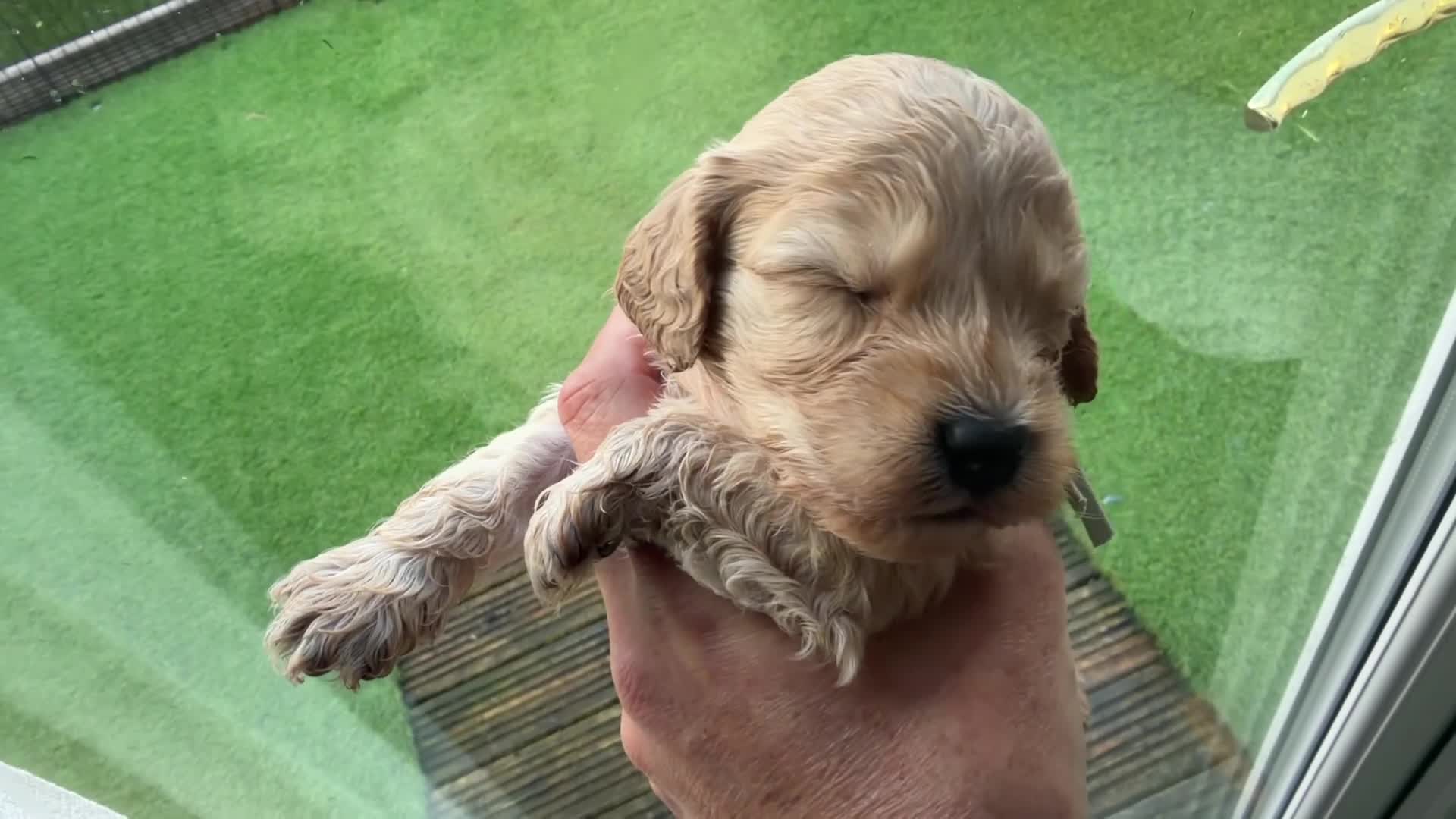 Cockapoo dogs for sale: LICENSED BREEDER 1 male F2b Cockapoo left - Video 1