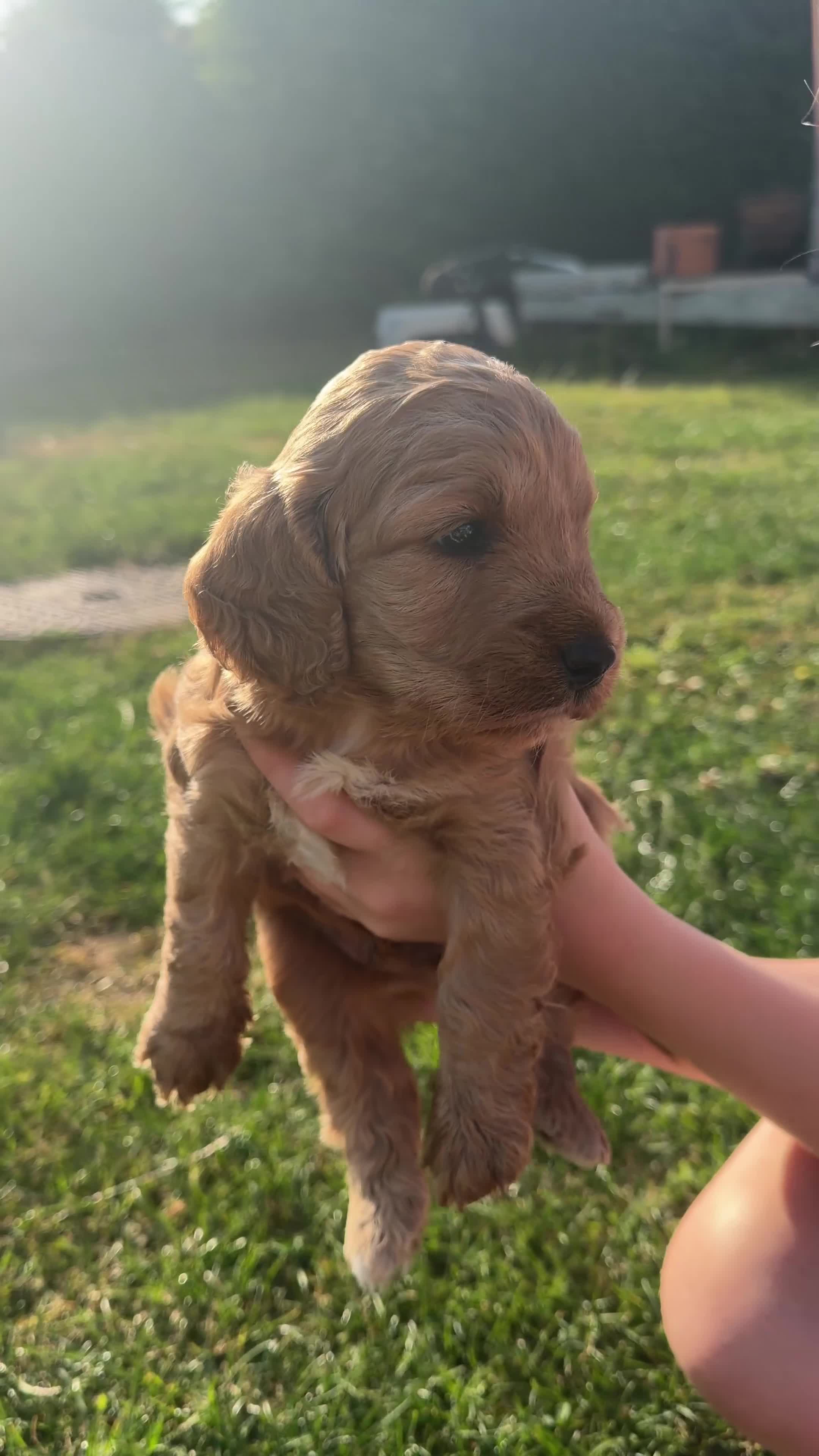 Cockapoo dogs for sale: Beautiful Cockapoo Puppies - Video 4