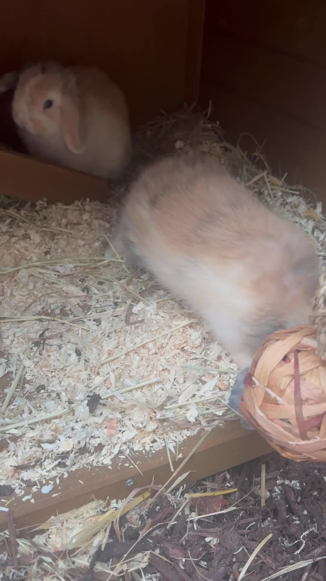 Mini Lop rabbits for sale: 2 doe mini lop rabbits  in Stoke-on-Trent - Video 1