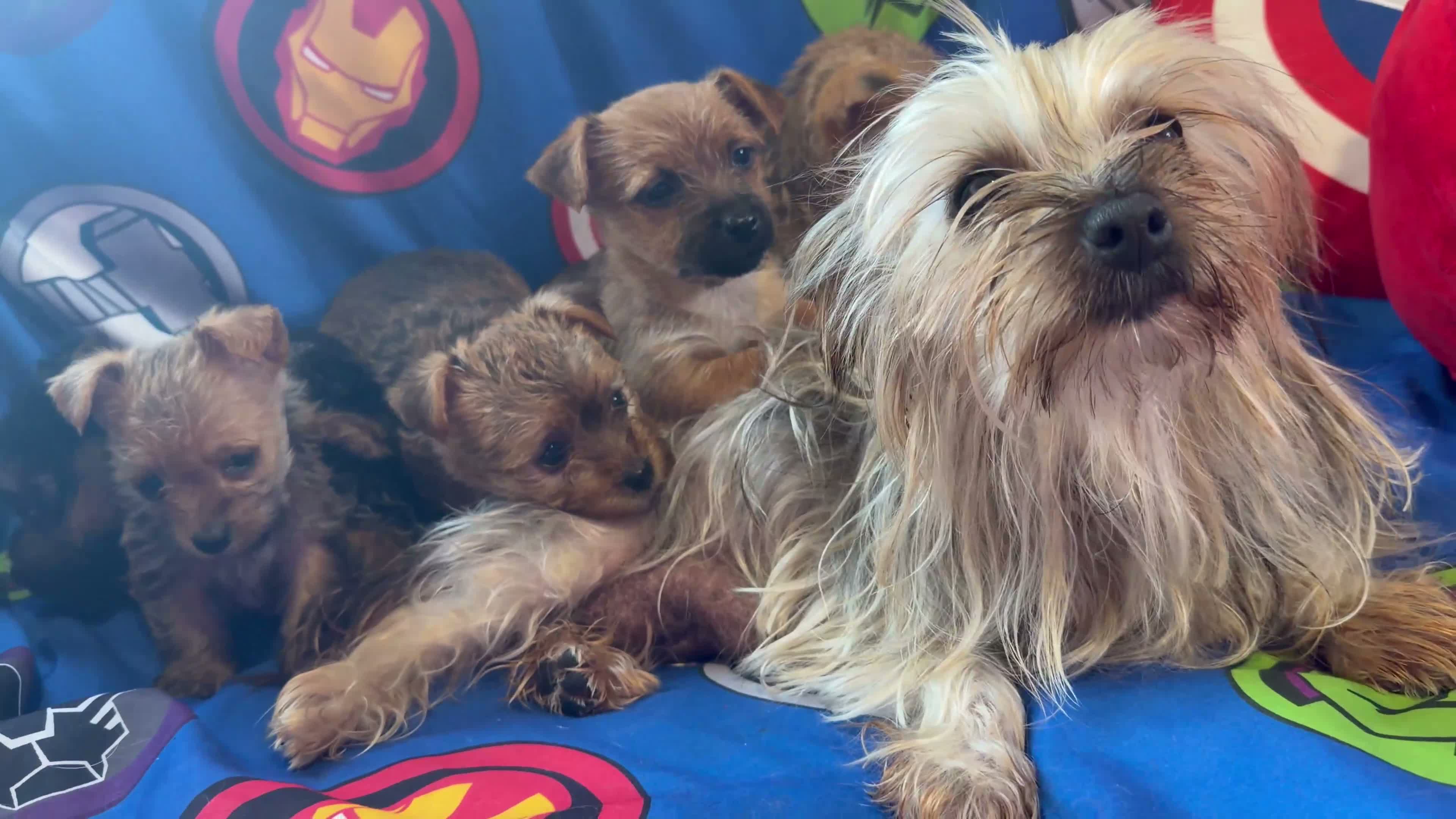 Mixed Breed dogs for sale: Miniature Yorkshire terrier Jack Russell Puppys - Video 1