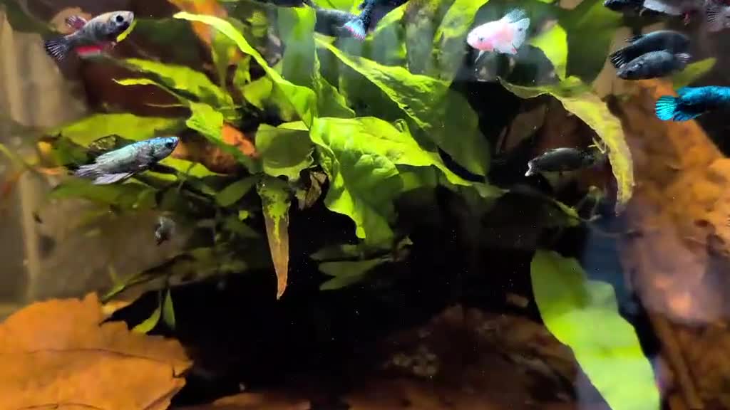 Bettas fish for sale: Bettas (Rare) - Video 4