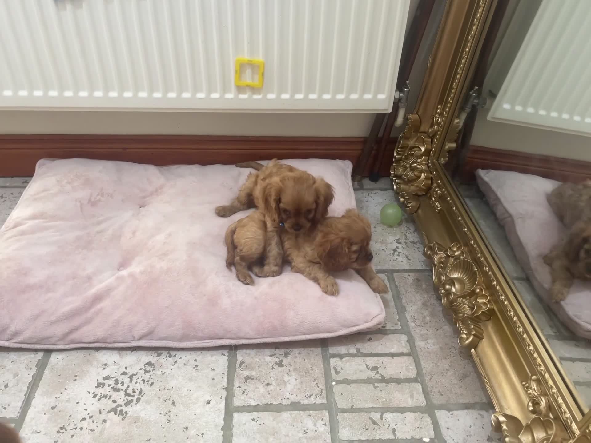 Cavalier King Charles Spaniel dogs for sale: King Charles cavalier babies  - Video 1