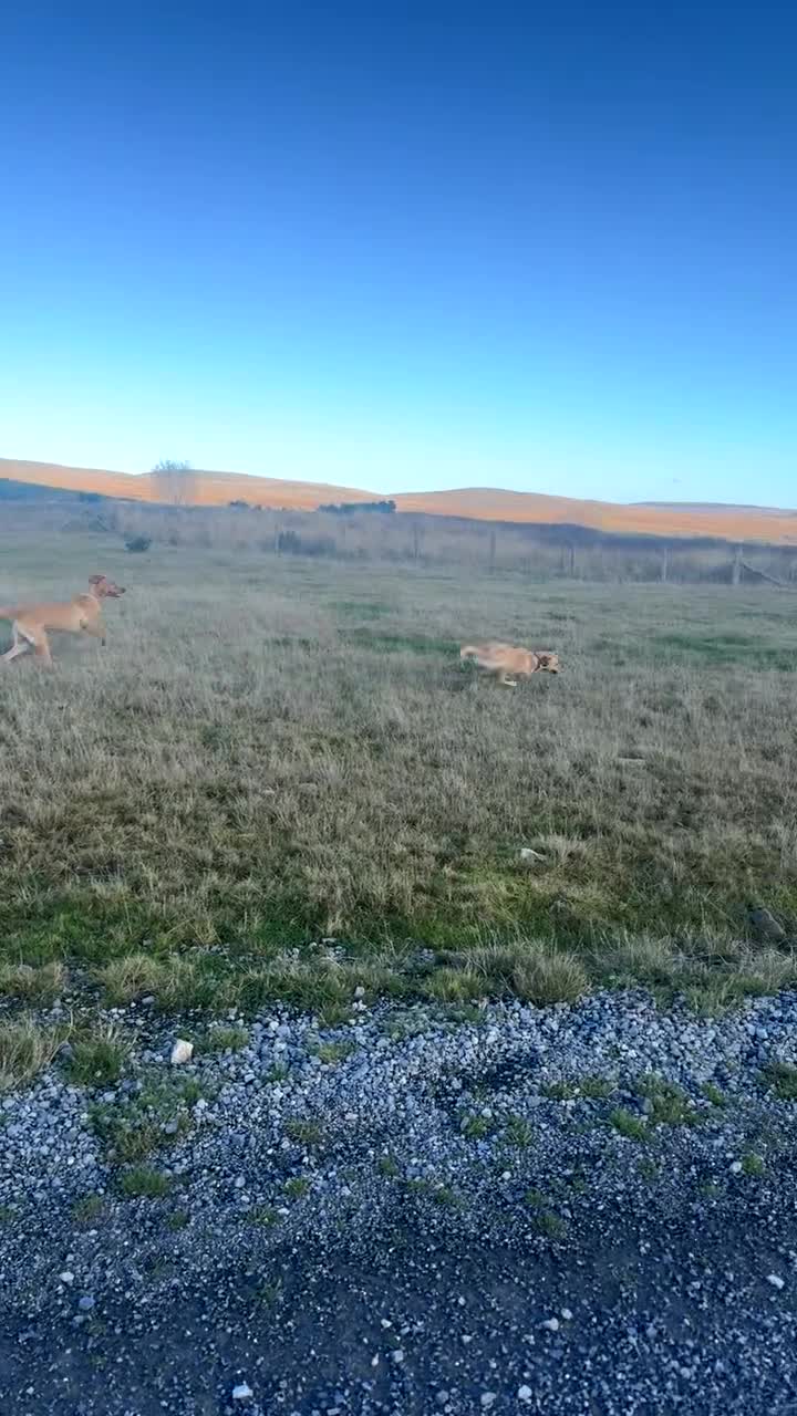 Labrador Retriever dogs for sale: Lenny & Bee - Video 1